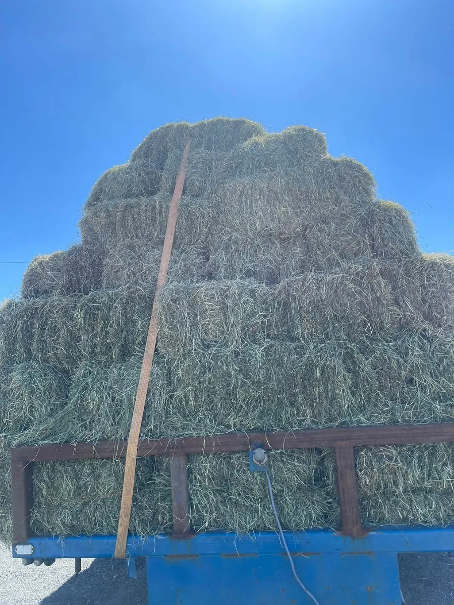 Hay - Image 4