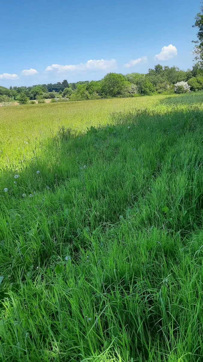 Silage on the butt 9/10 acres  good quality - Image 1