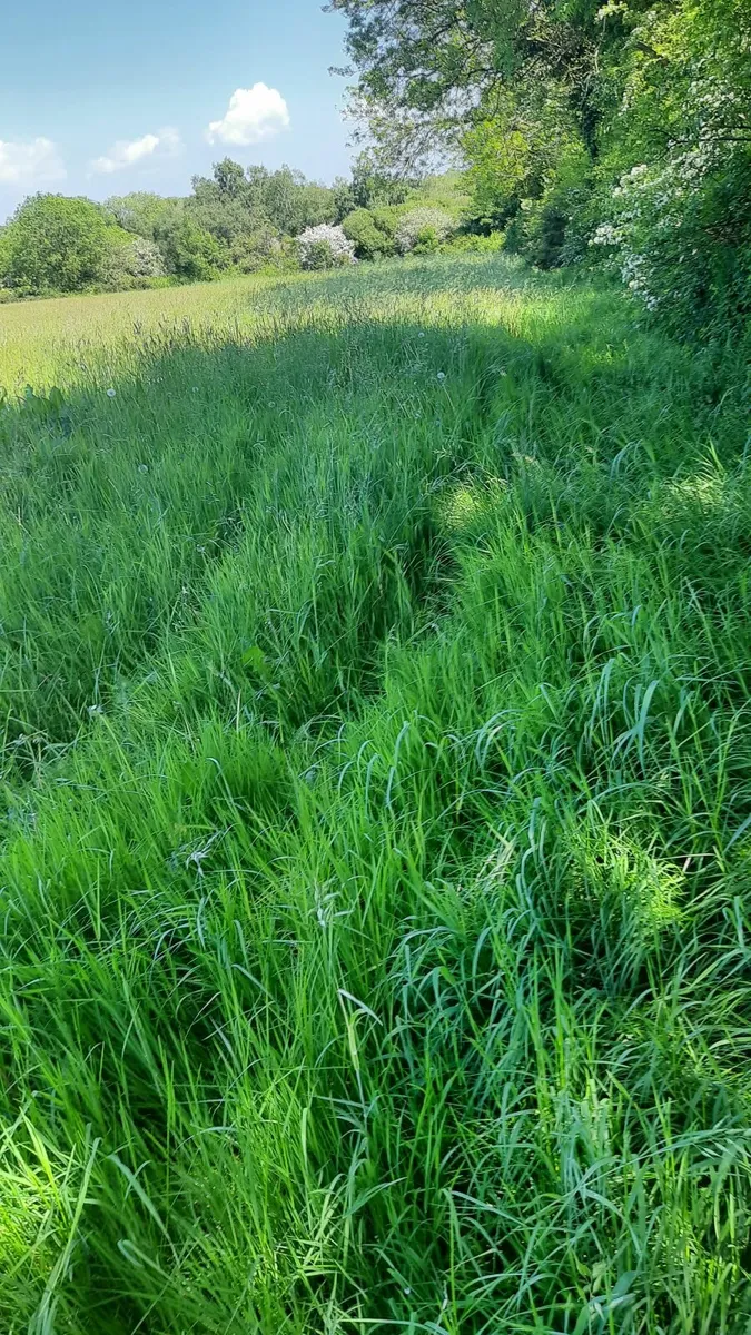 Silage on the butt 9/10 acres  good quality - Image 2