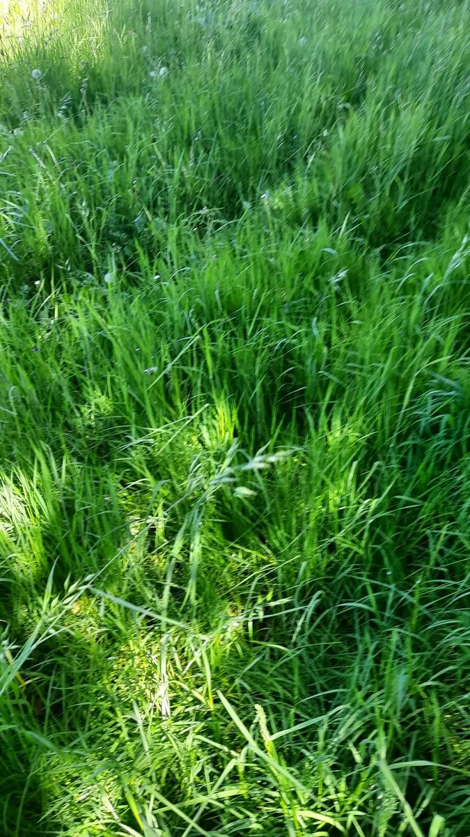 Silage on the butt 9/10 acres  good quality - Image 3