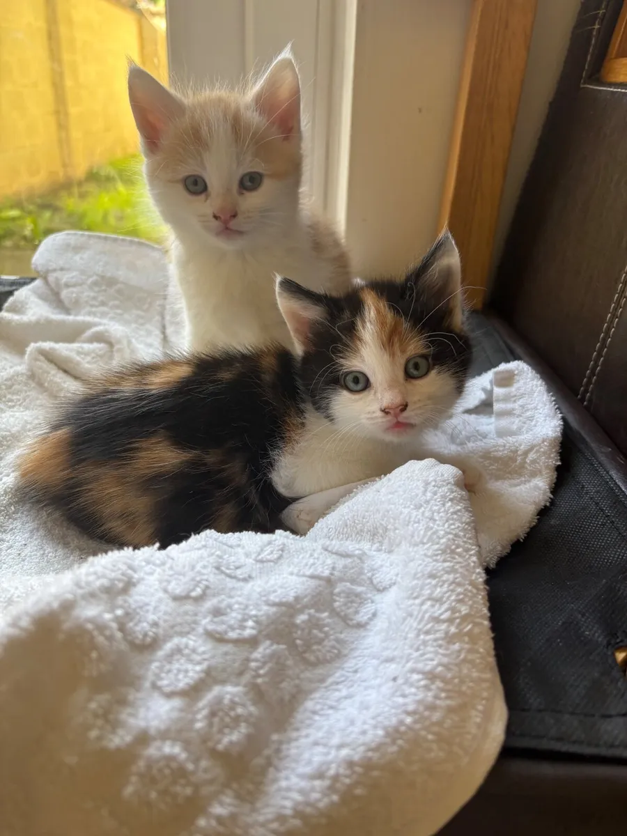 Kittens - Image 4