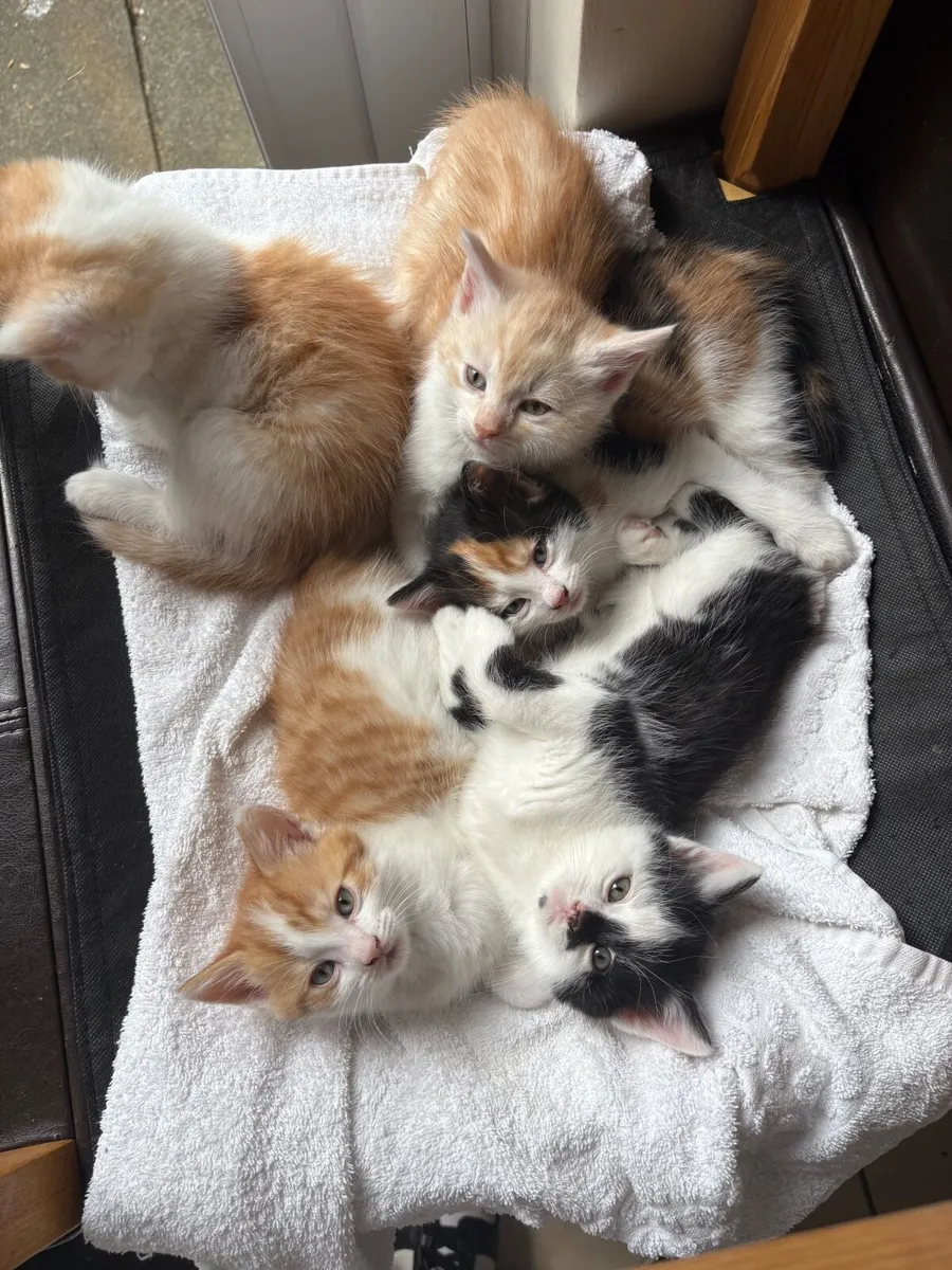 Kittens - Image 3