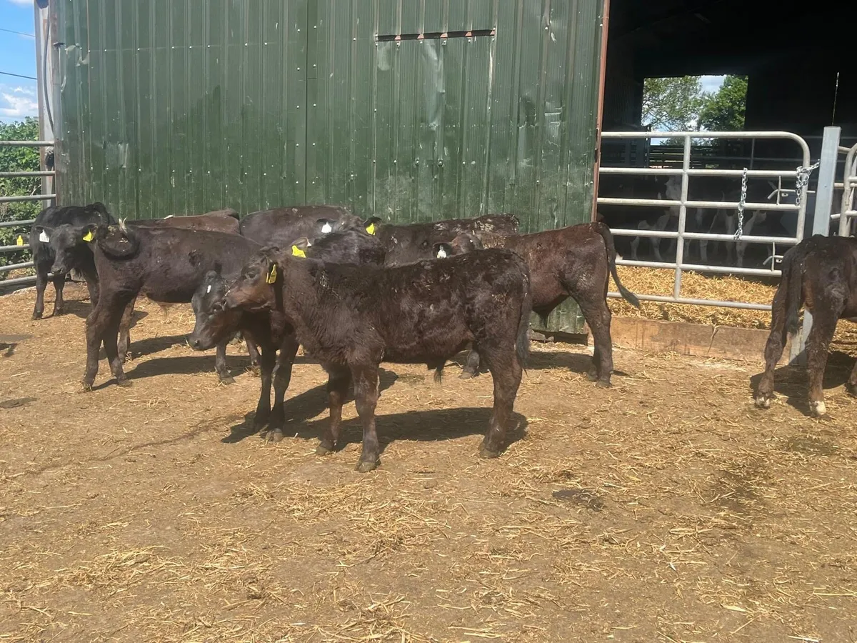 16 super Angus bull runners - Image 1