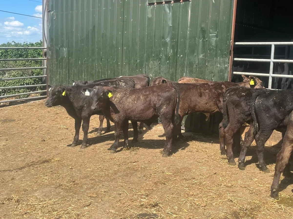 16 super Angus bull runners - Image 4
