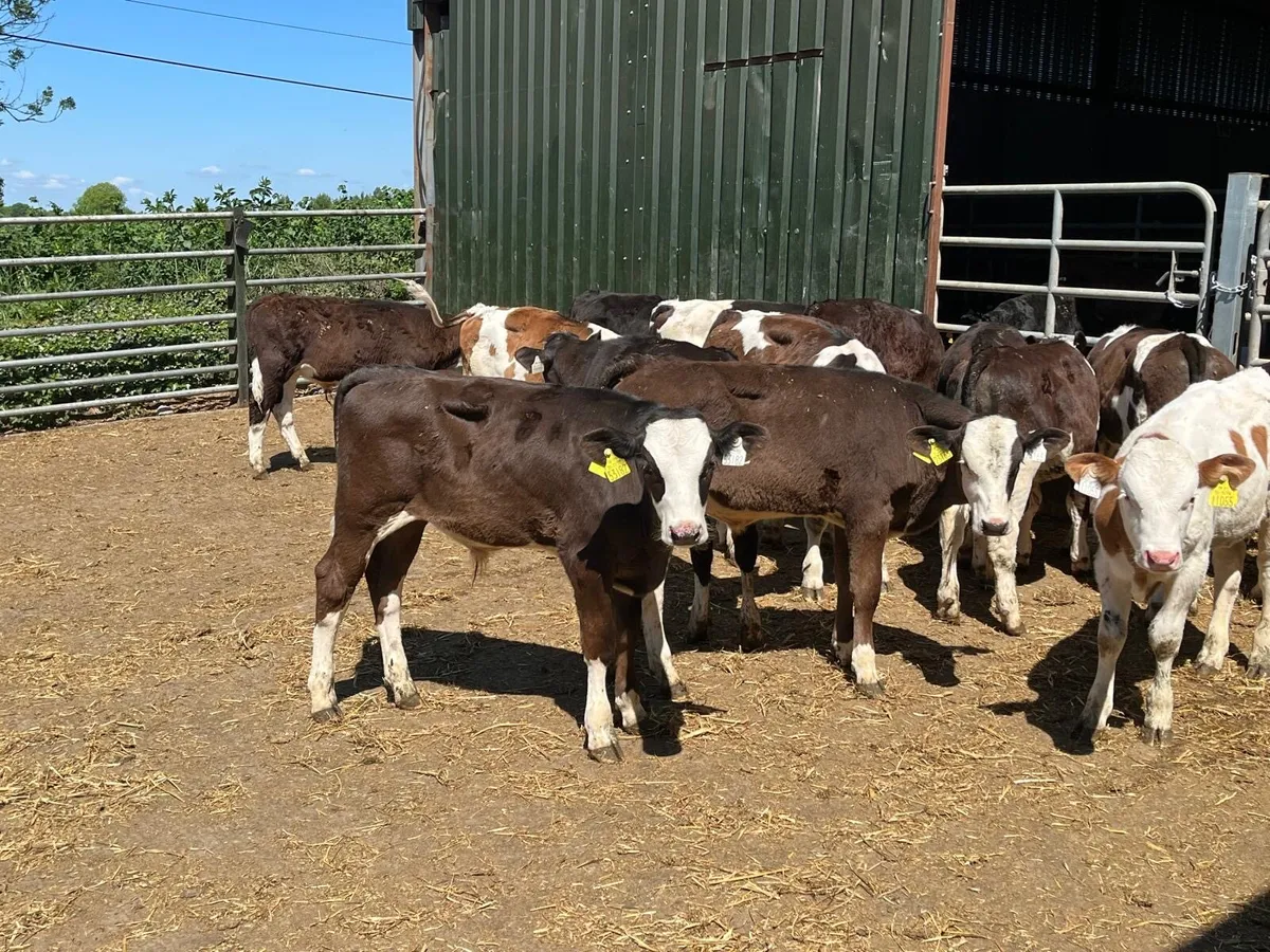 18 super continental runner bulls - Image 1