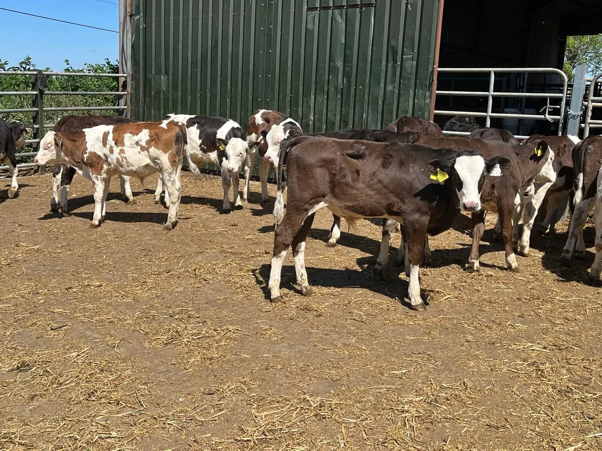 18 super continental runner bulls - Image 2