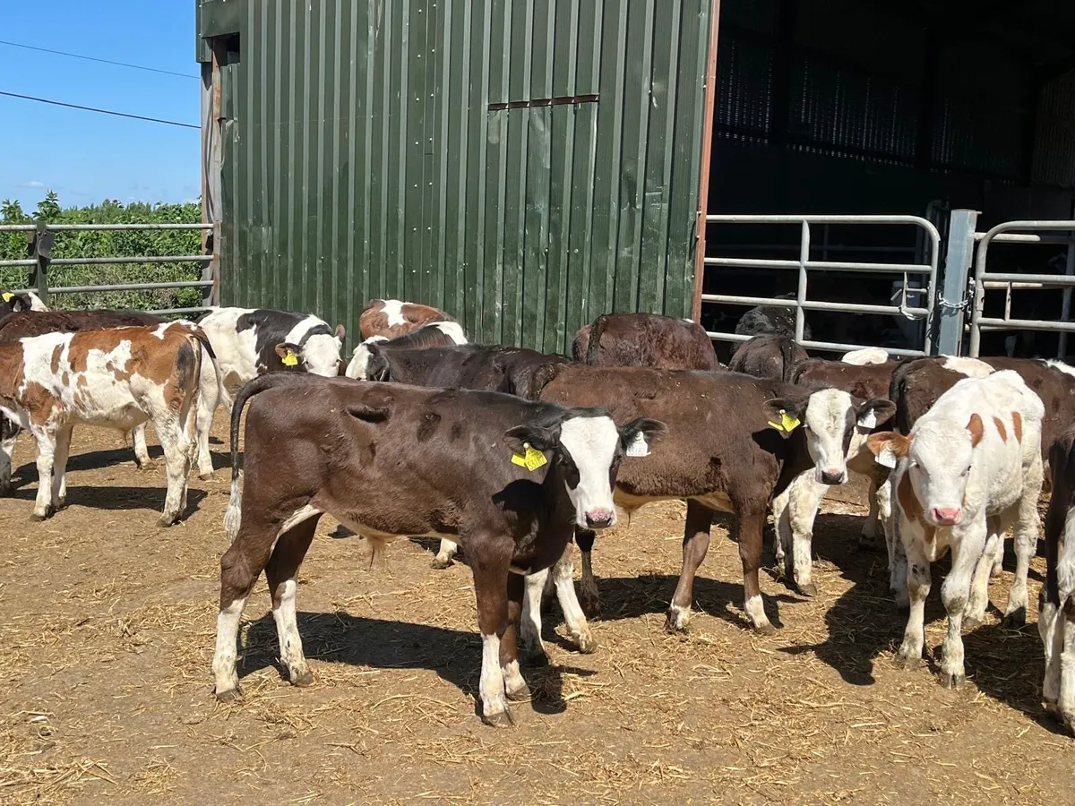 18 super continental runner bulls - Image 3