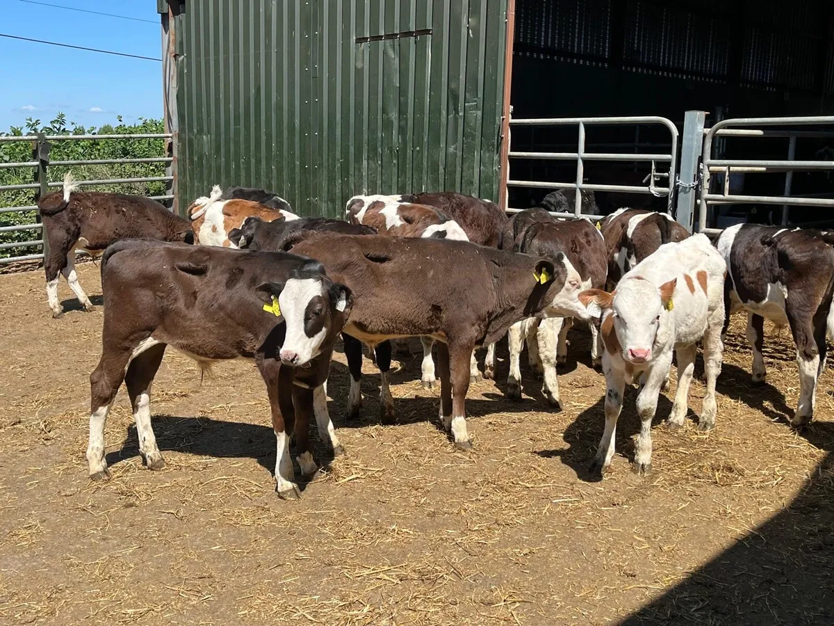 18 super continental runner bulls - Image 4