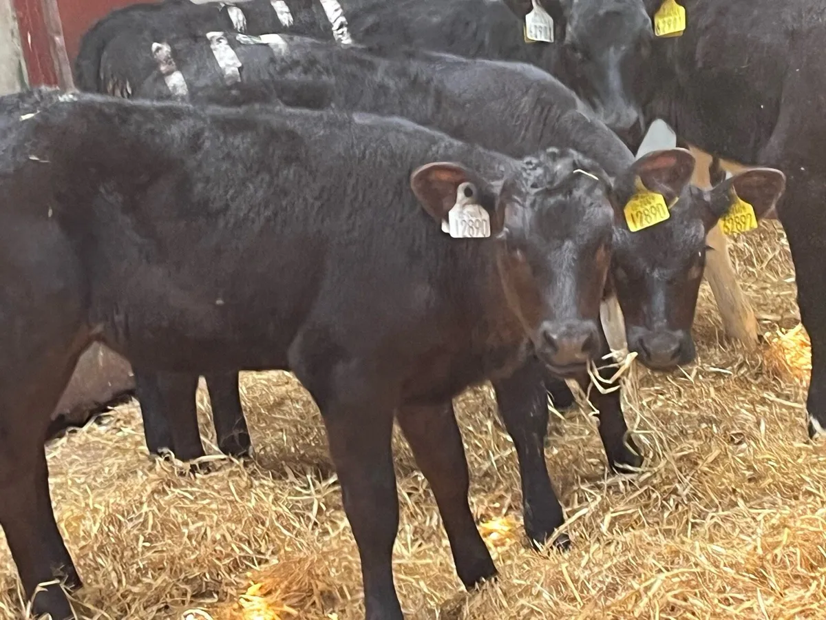 10 February AA & HE Heifer Calves - Image 1