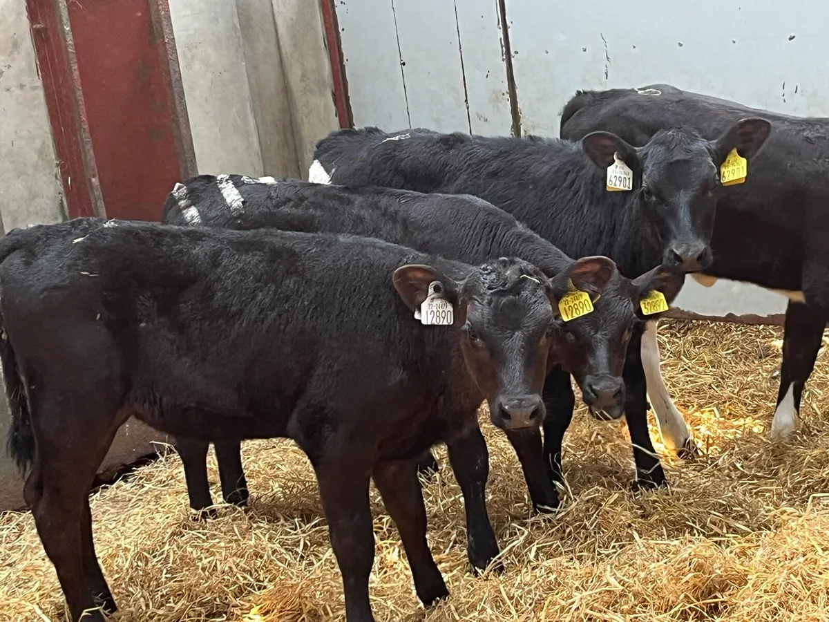 10 February AA & HE Heifer Calves - Image 2