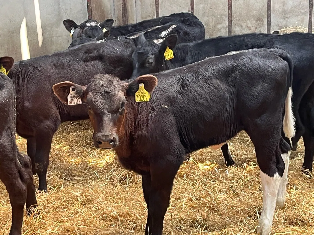 10 February AA & HE Heifer Calves - Image 3