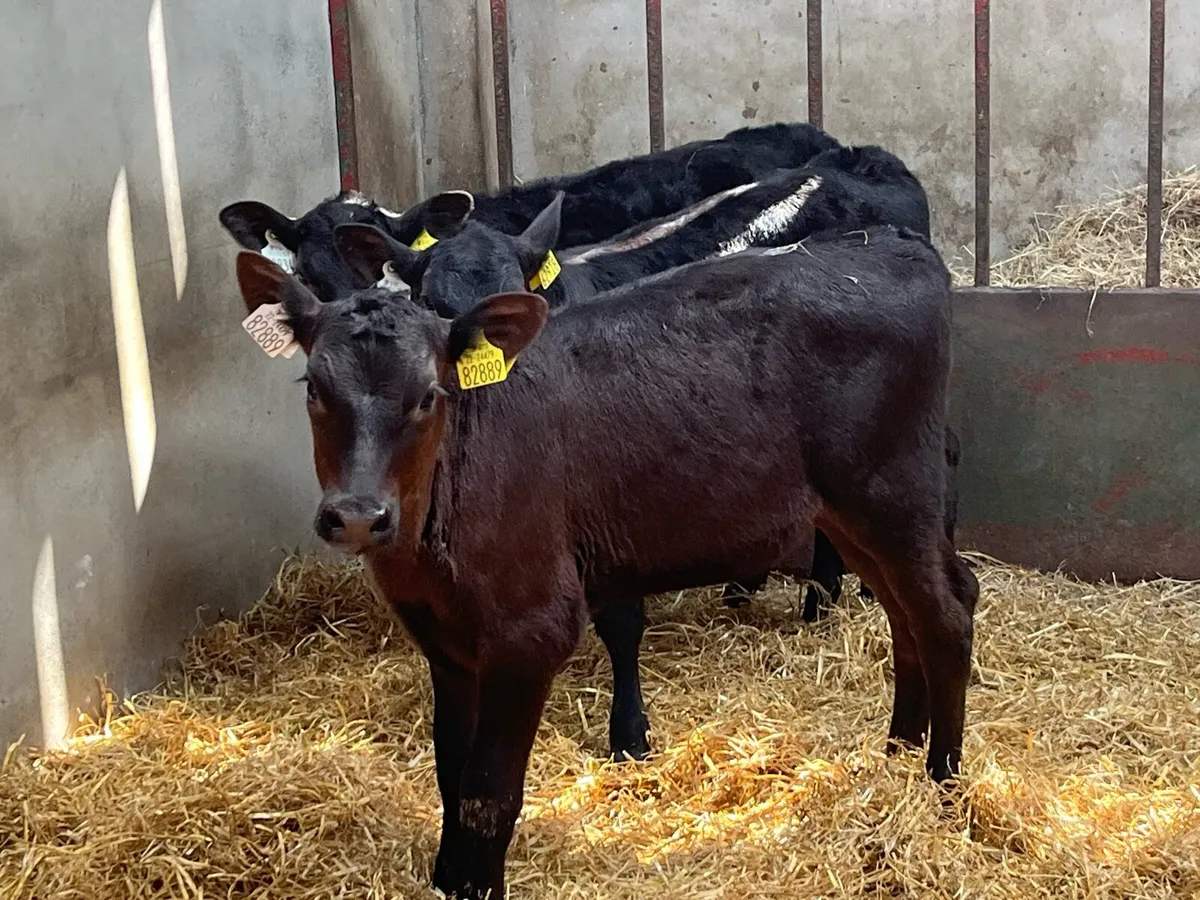 10 February AA & HE Heifer Calves - Image 4