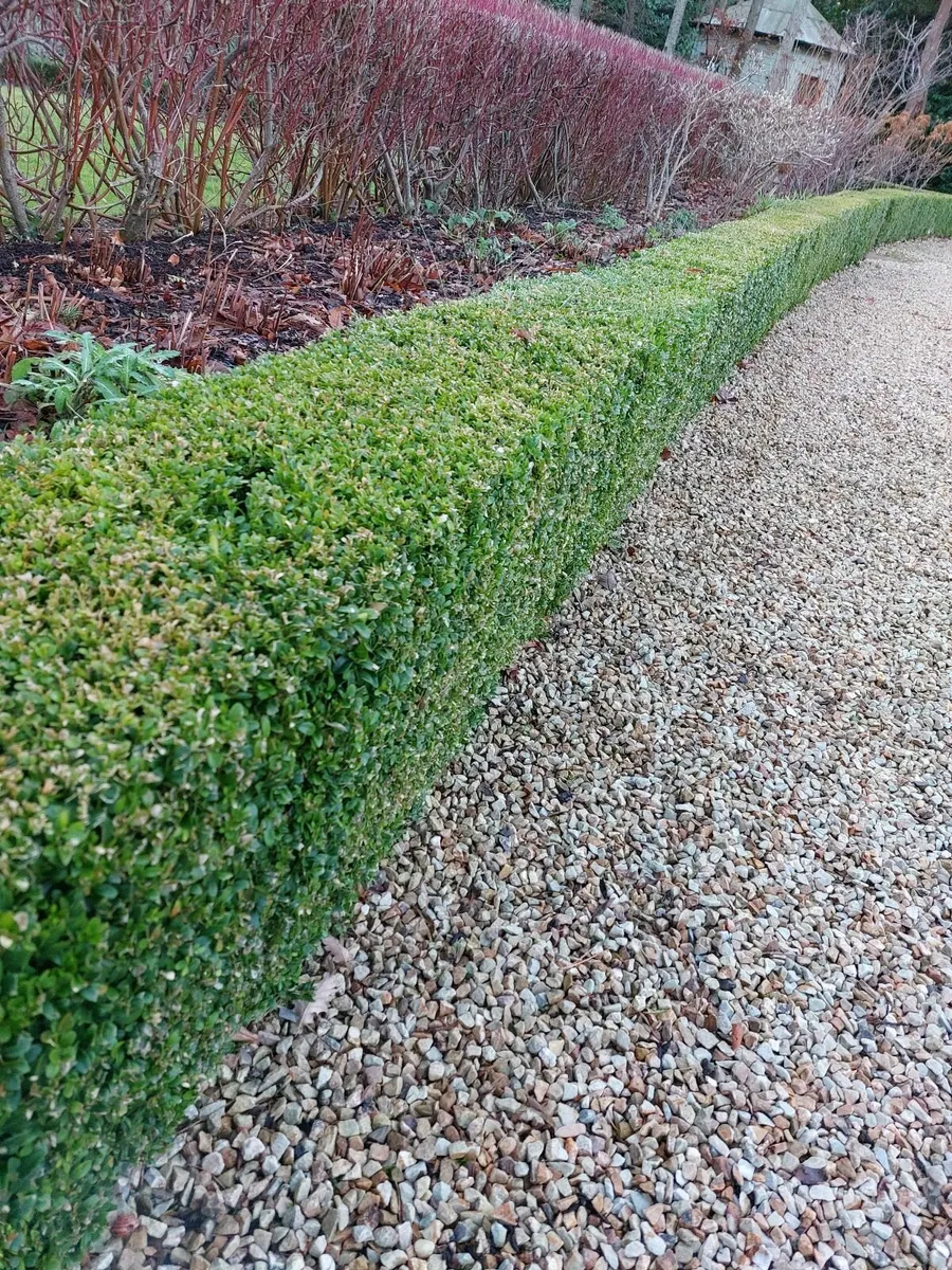 Box Hedging - Image 1