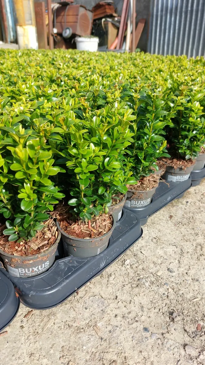 Box Hedging - Image 2