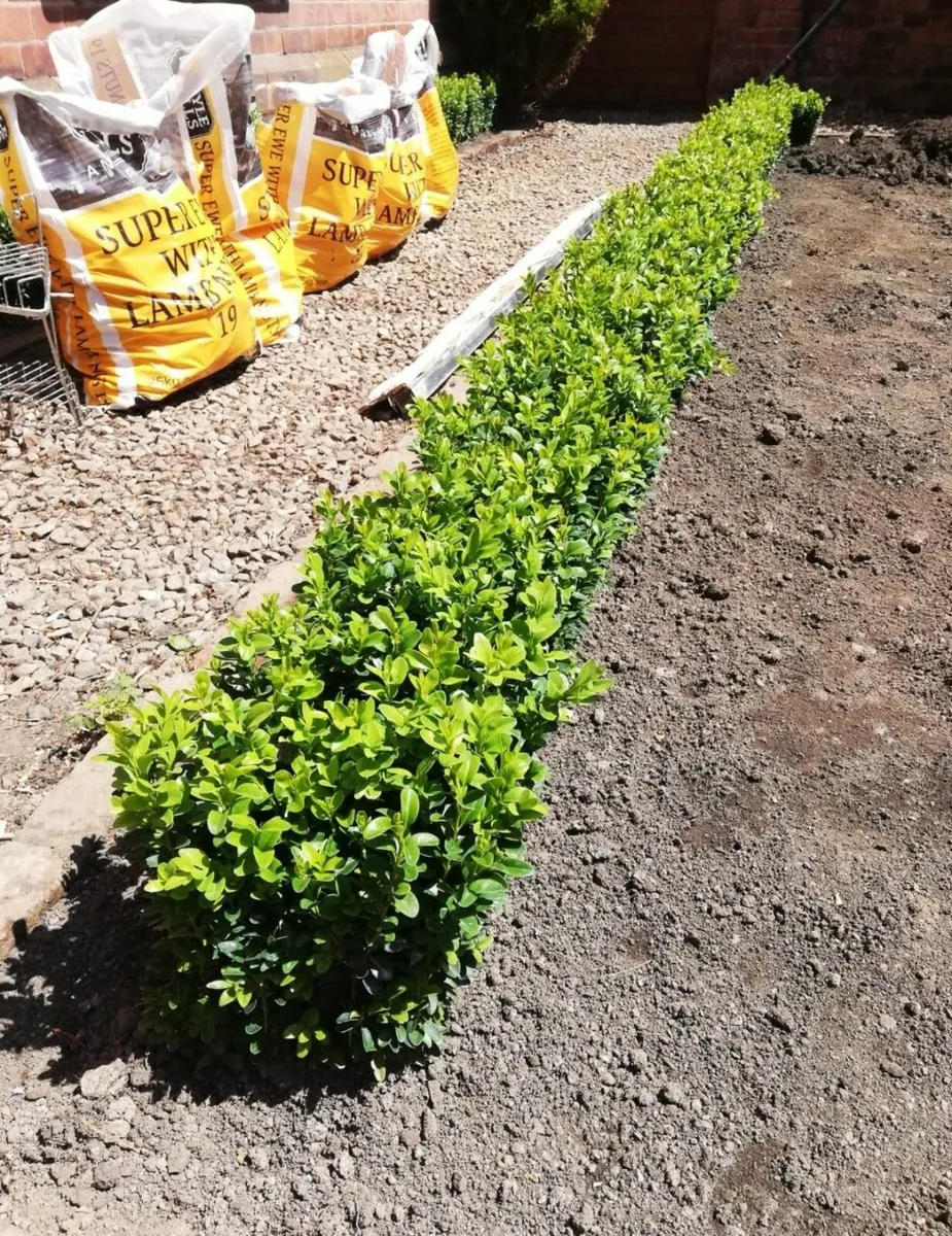 Box Hedging - Image 4