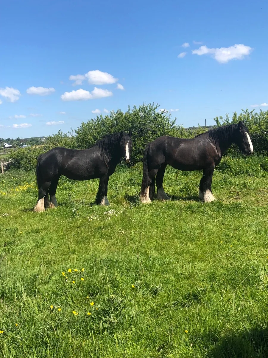 Cobs fillies - Image 1