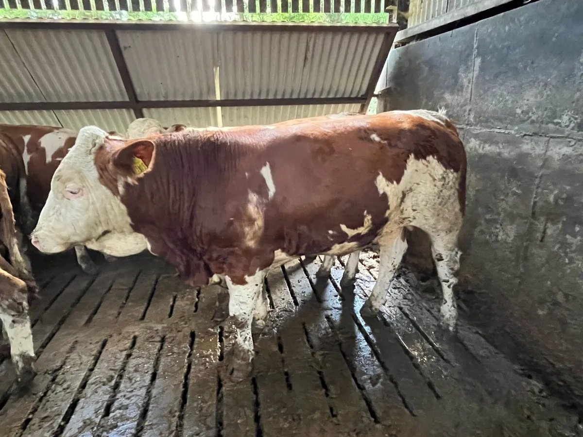Fleckvieh Bulls - Image 1
