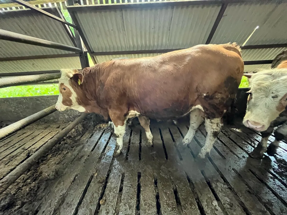 Fleckvieh Bulls - Image 2