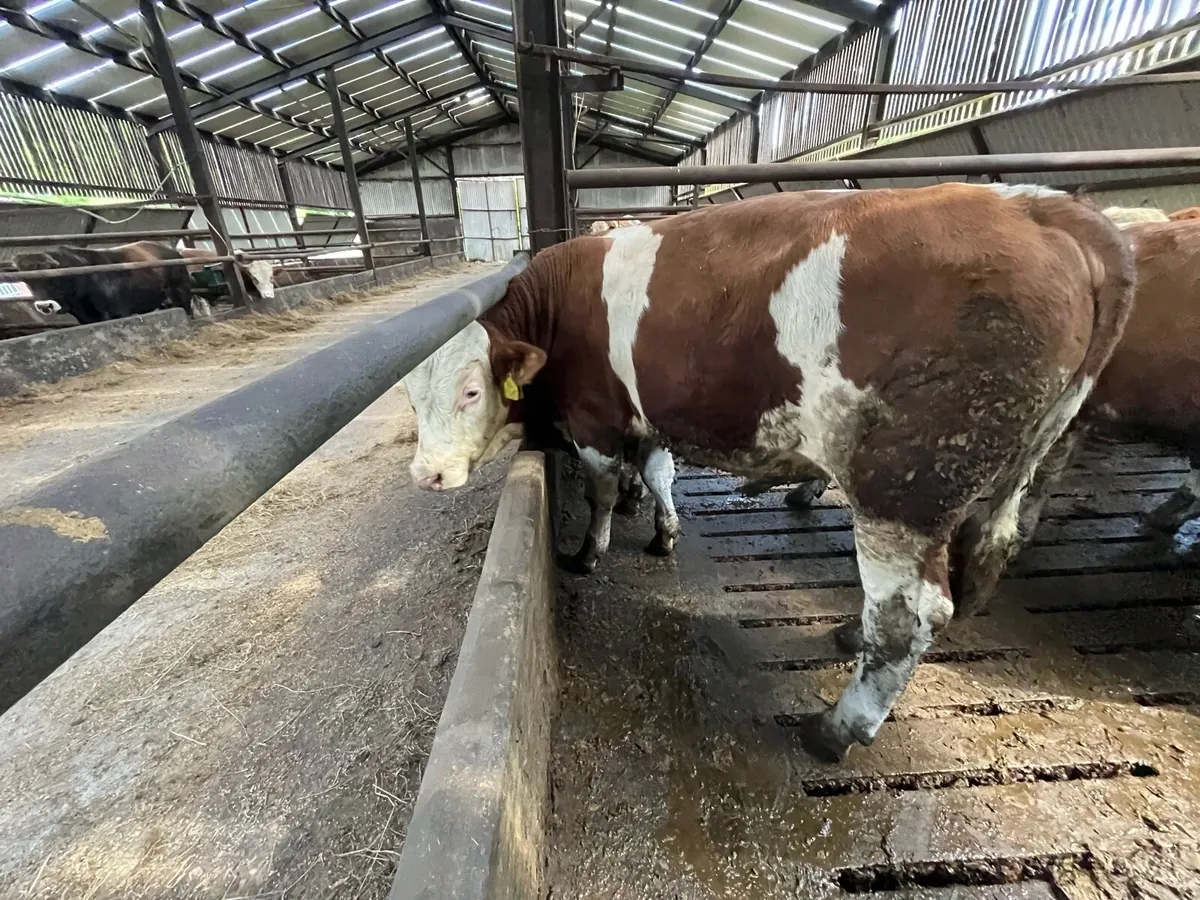 Fleckvieh Bulls - Image 3