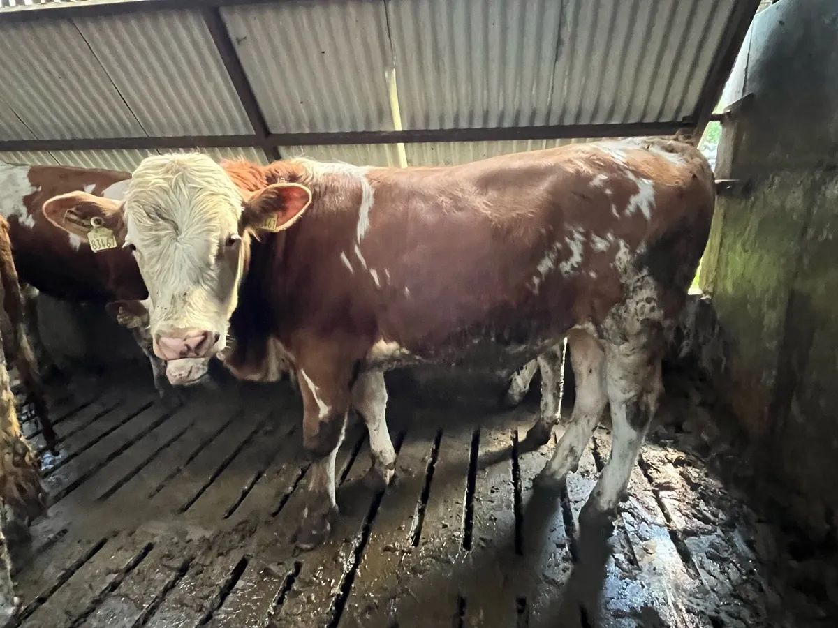 Fleckvieh Bulls - Image 4