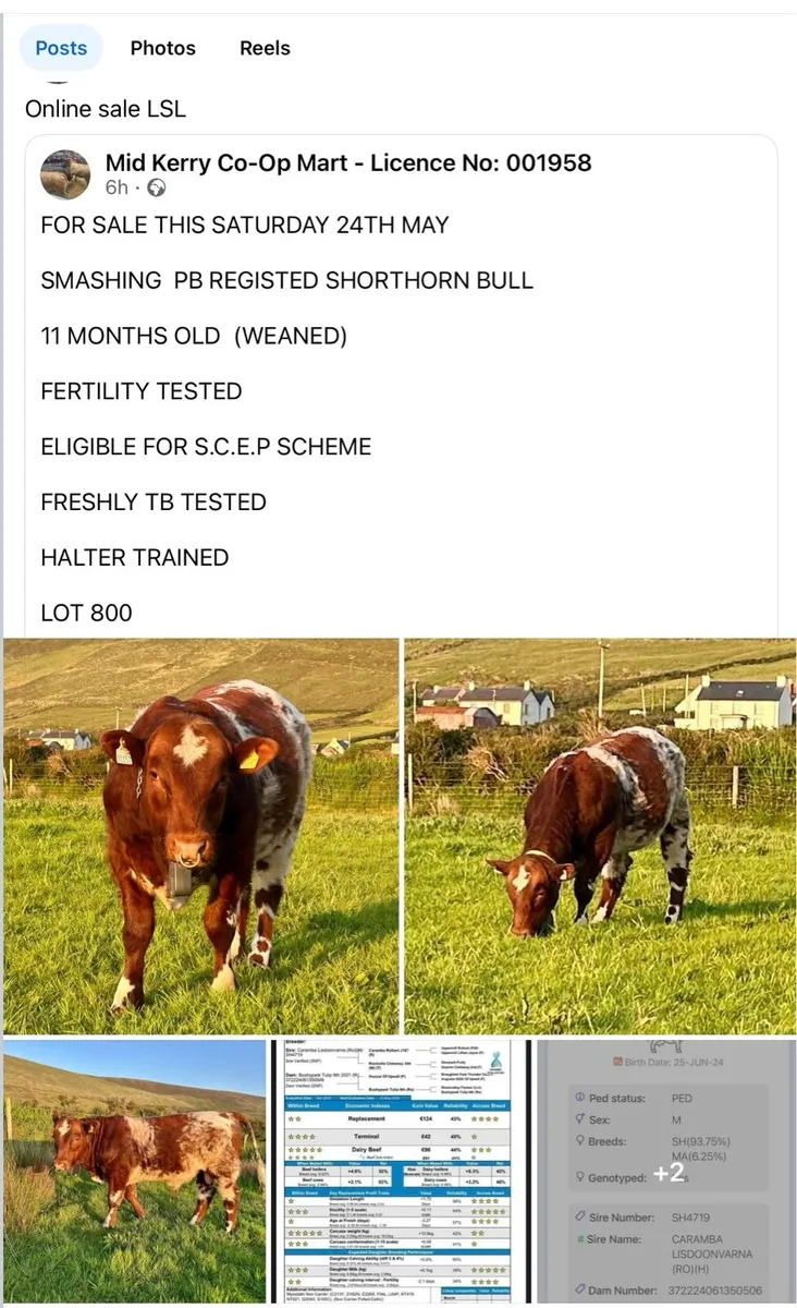 Purebred reg. Shorthorn at Mid-Kerry Mart 24th May - Image 1