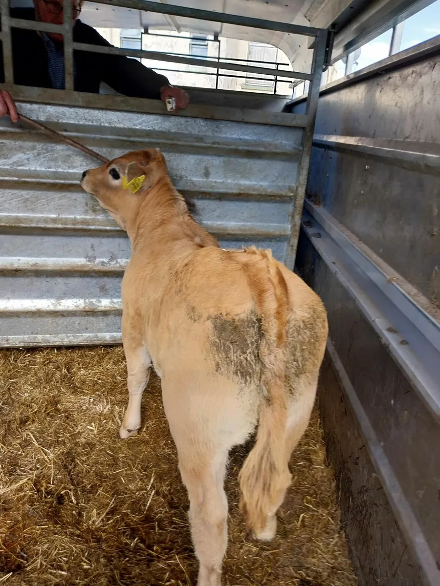 SUPER LIM HEIFER - Image 1