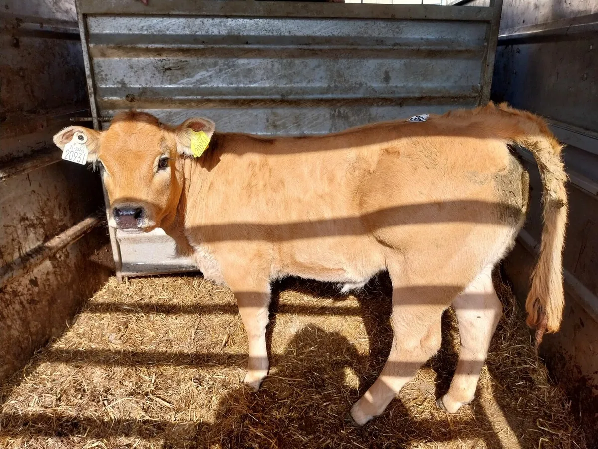 SUPER LIM HEIFER - Image 2