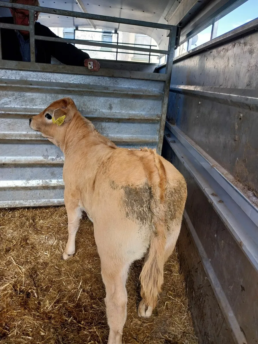 SUPER LIM HEIFER - Image 4
