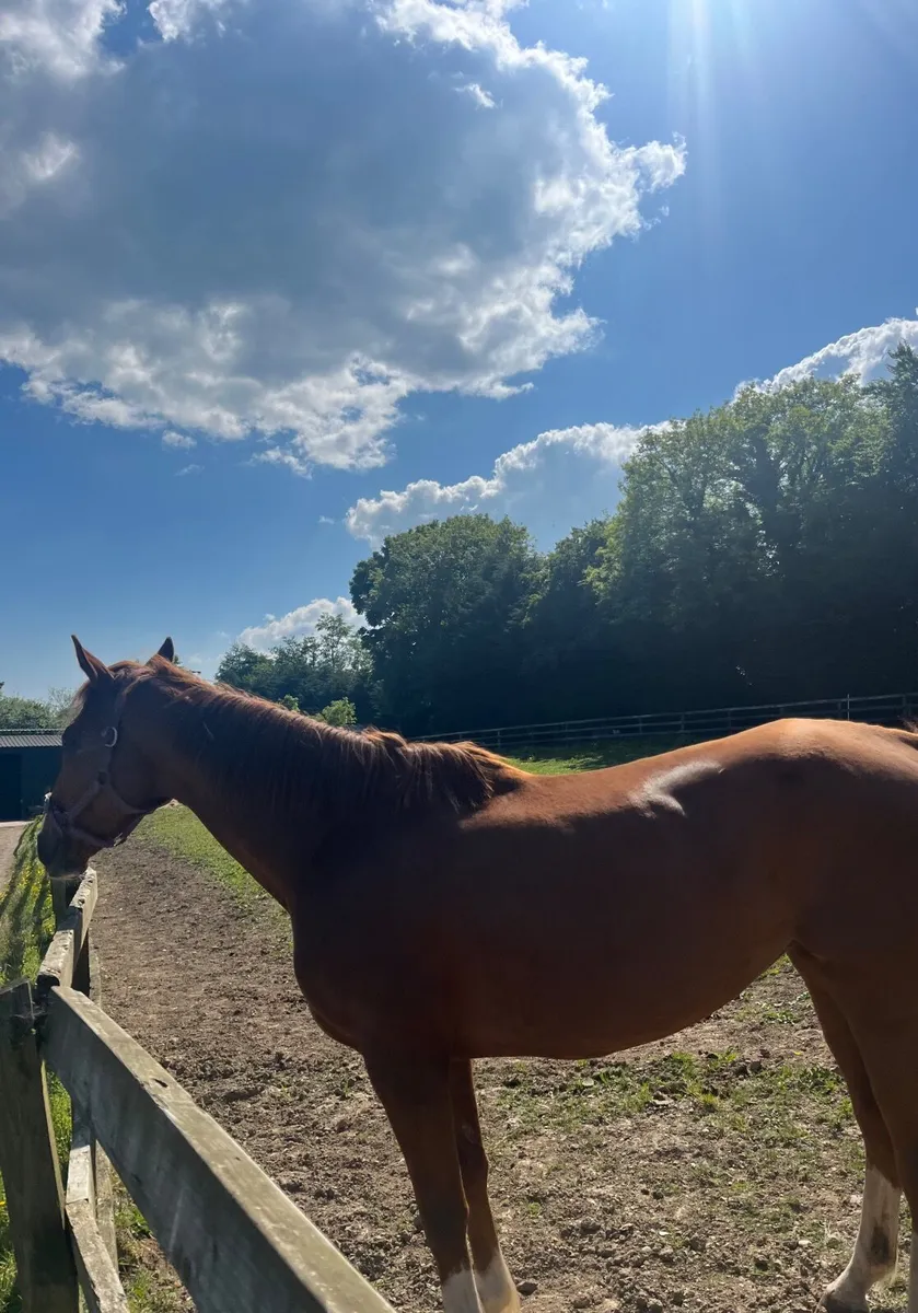 Broodmare Thoroughbred - Image 2