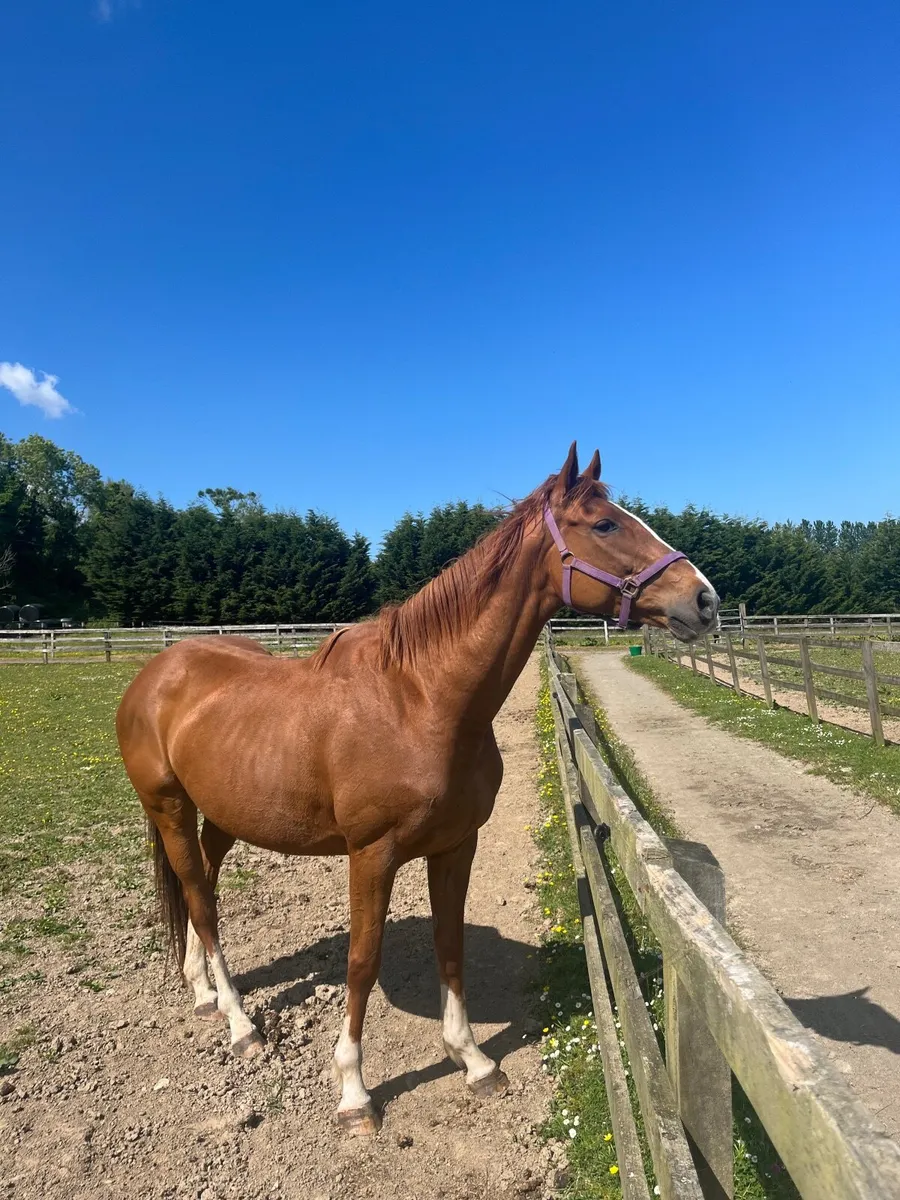 Broodmare Thoroughbred - Image 1