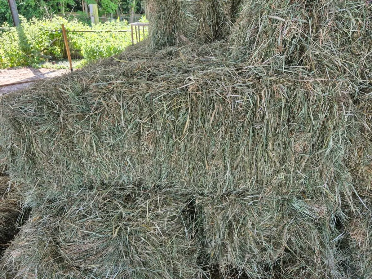 Hay - Image 3