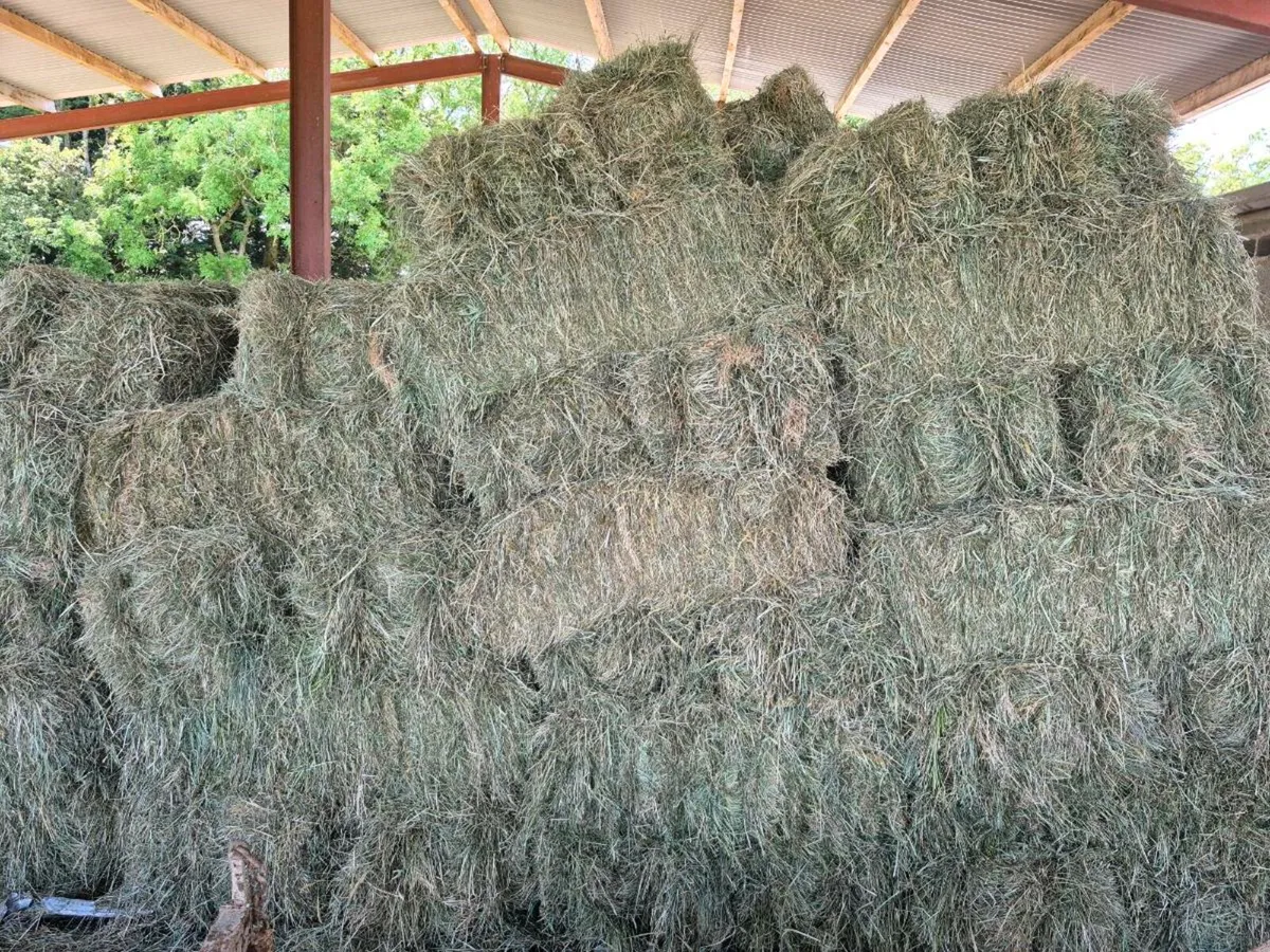 Hay - Image 4