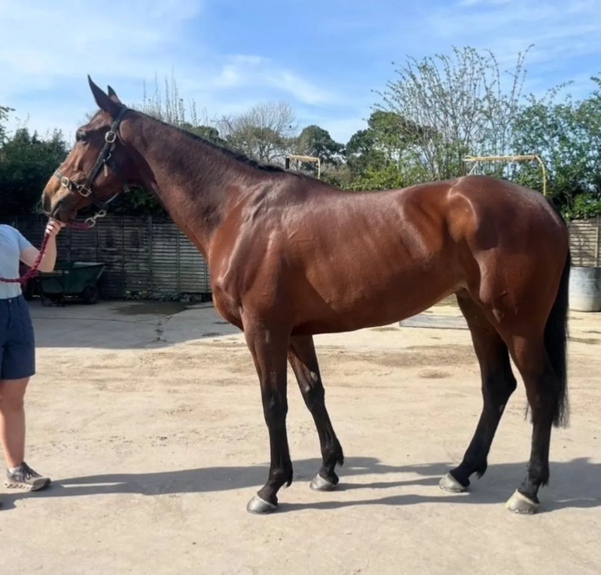 Point to Point Mare - Image 1