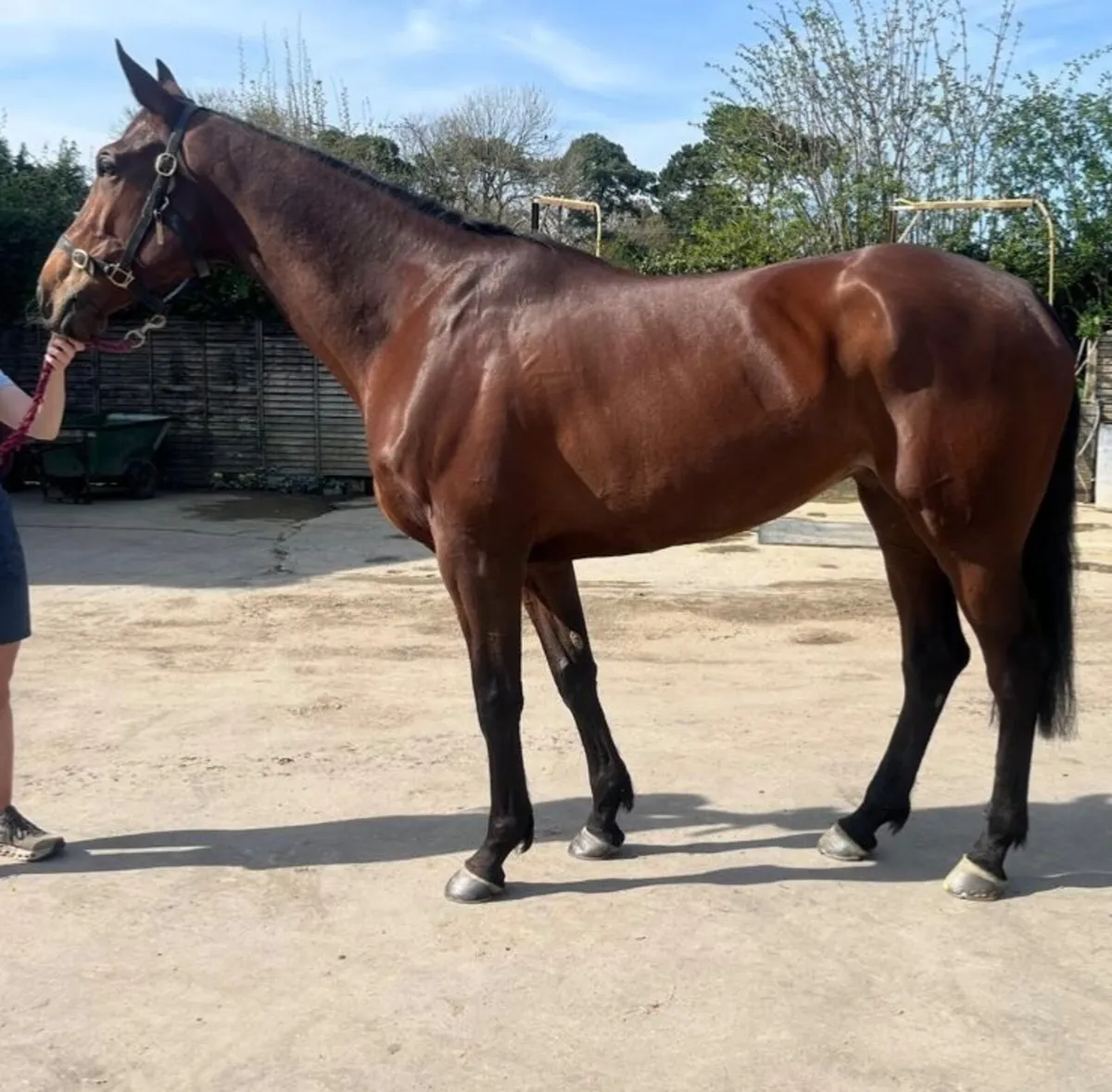 Point to Point Mare - Image 2