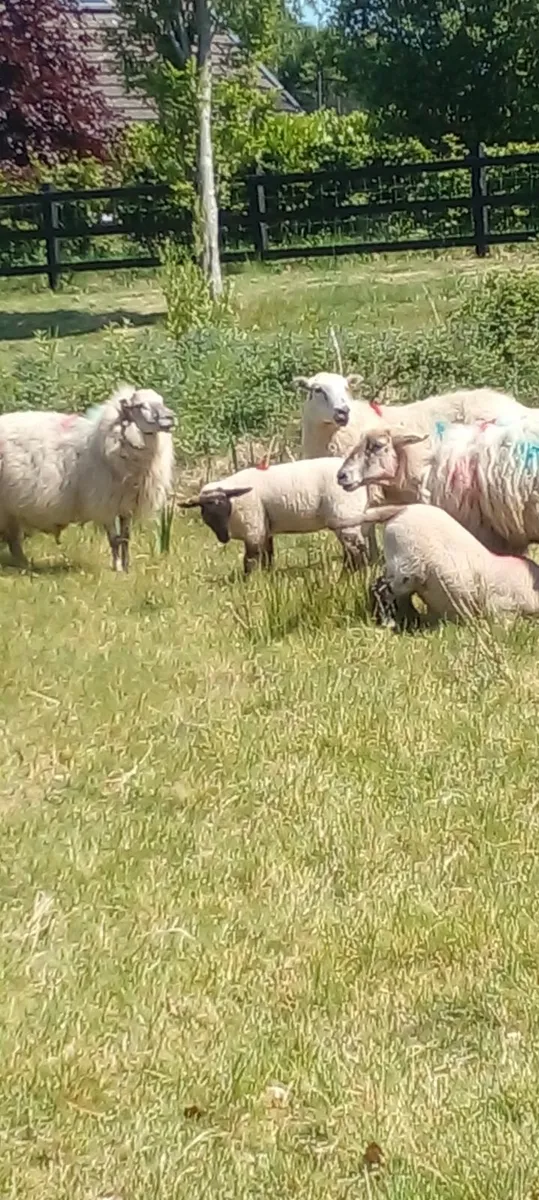 EWES and LAMB'S - Image 1