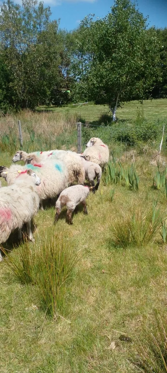 EWES and LAMB'S - Image 2