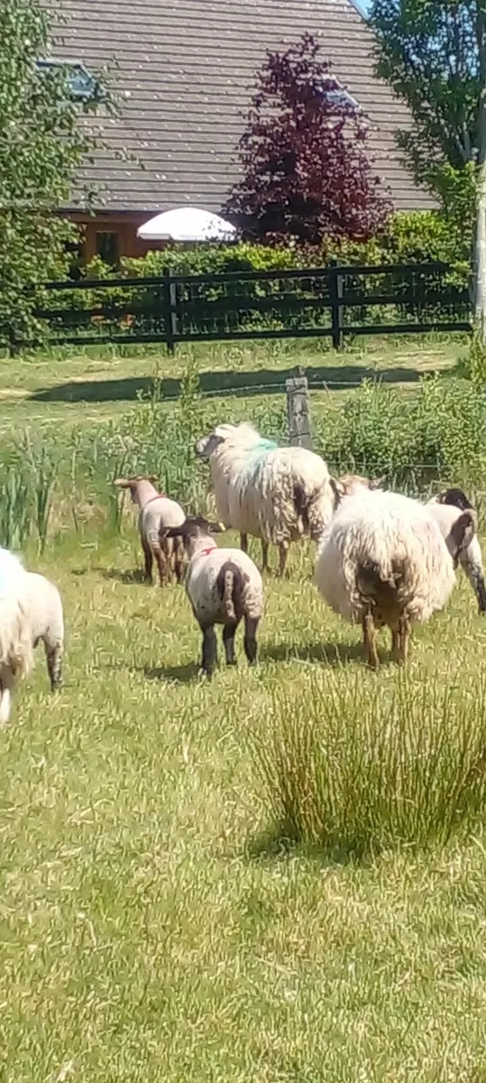 EWES and LAMB'S - Image 3