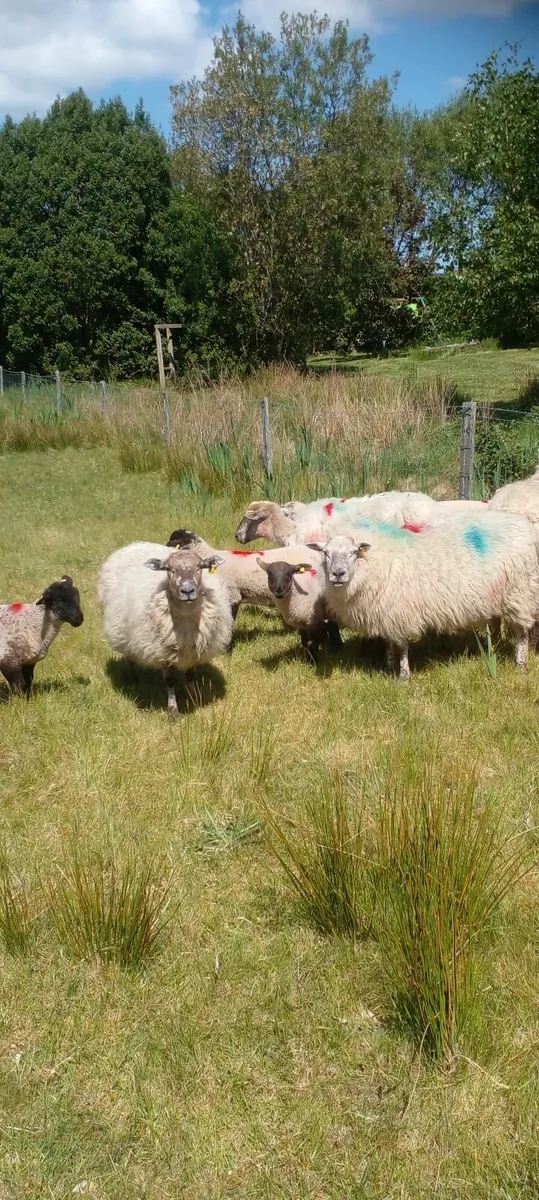 EWES and LAMB'S - Image 4