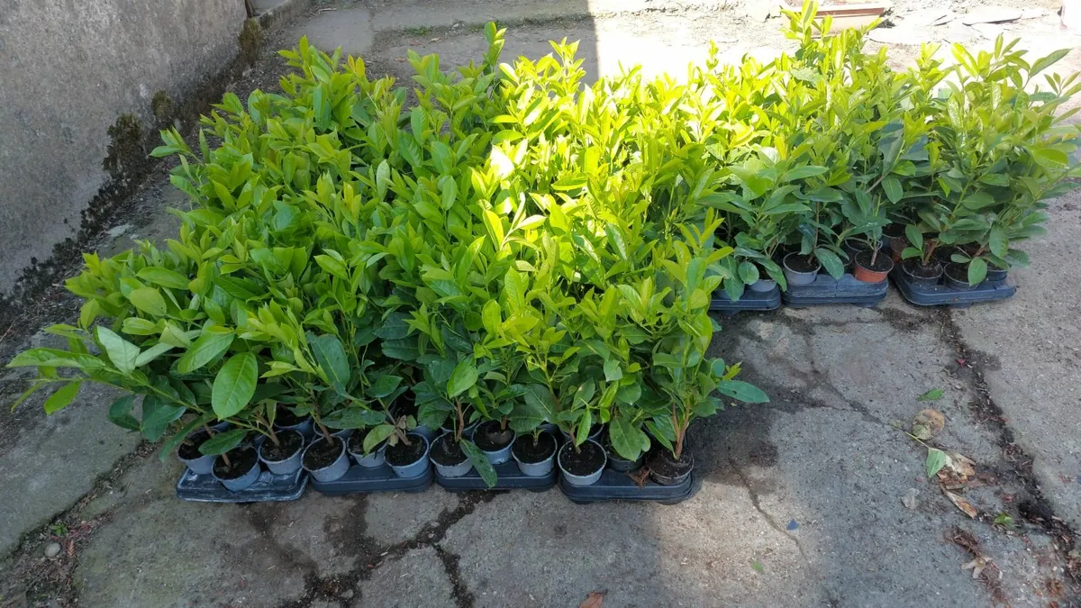 Laurel Hedging - Image 3