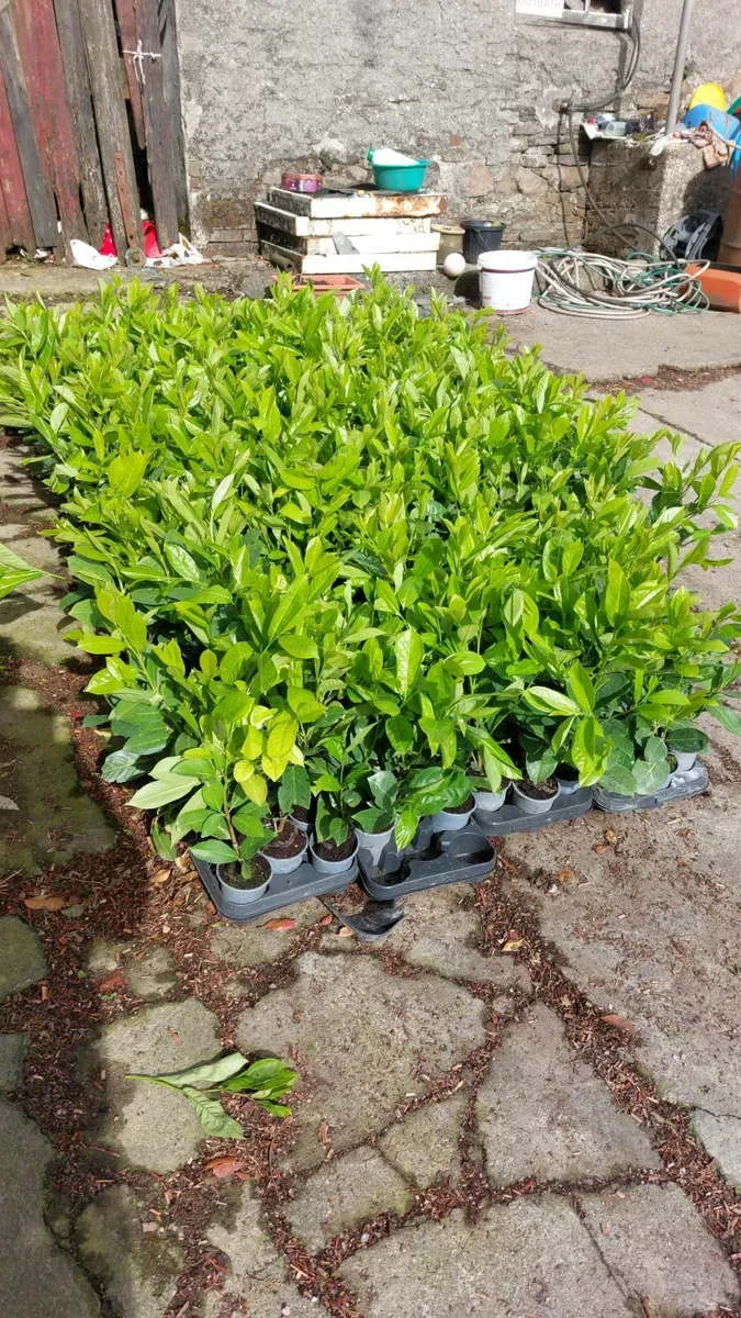 Laurel Hedging - Image 2