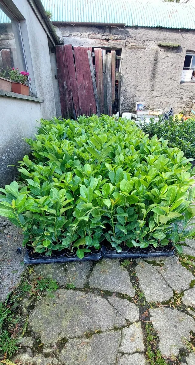 Laurel Hedging - Image 1