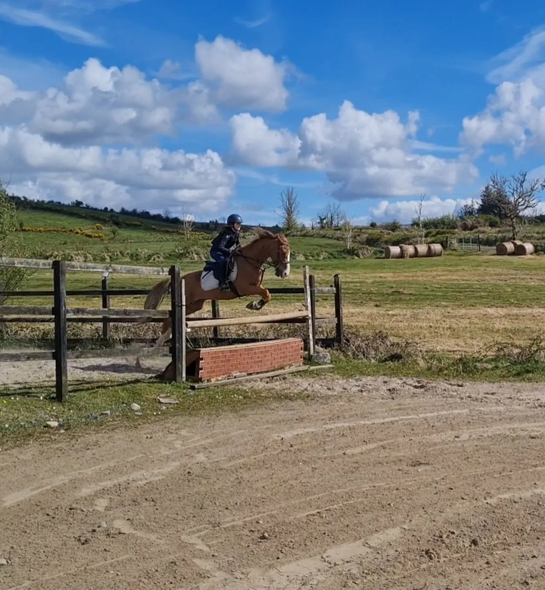 11 Yr old French pony - Image 2