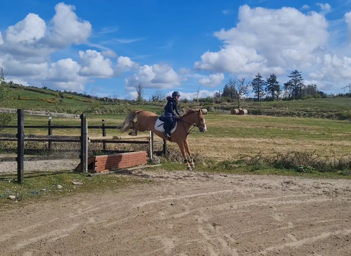 11 Yr old French pony - Image 1