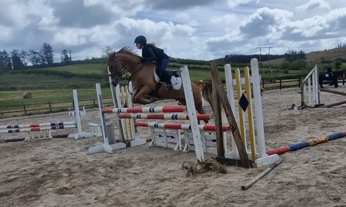 11 Yr old French pony - Image 3