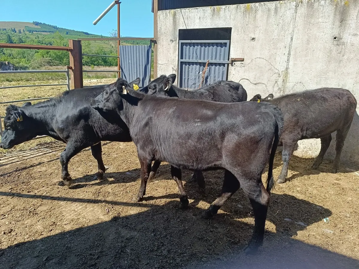 4 Aberdeen Angus heifers - Image 1