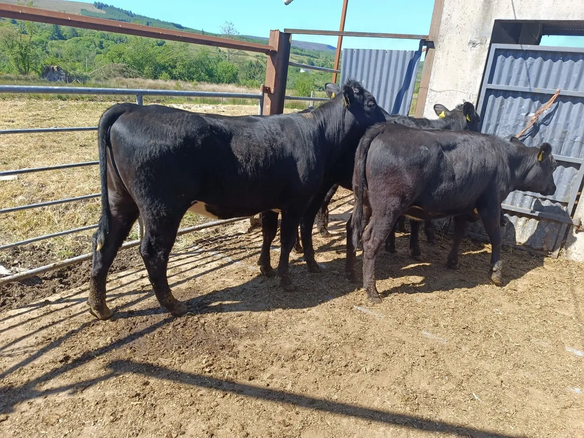4 Aberdeen Angus heifers - Image 2