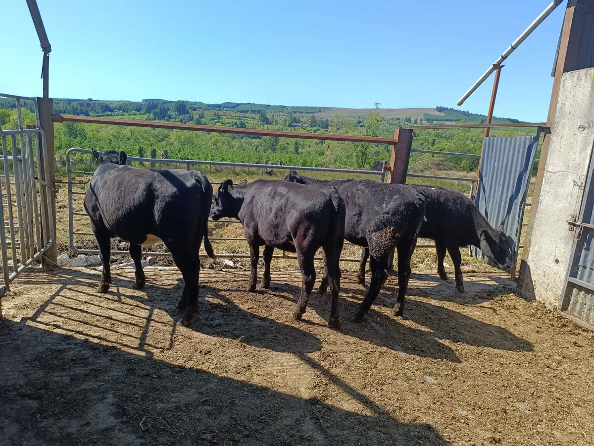 4 Aberdeen Angus heifers - Image 3