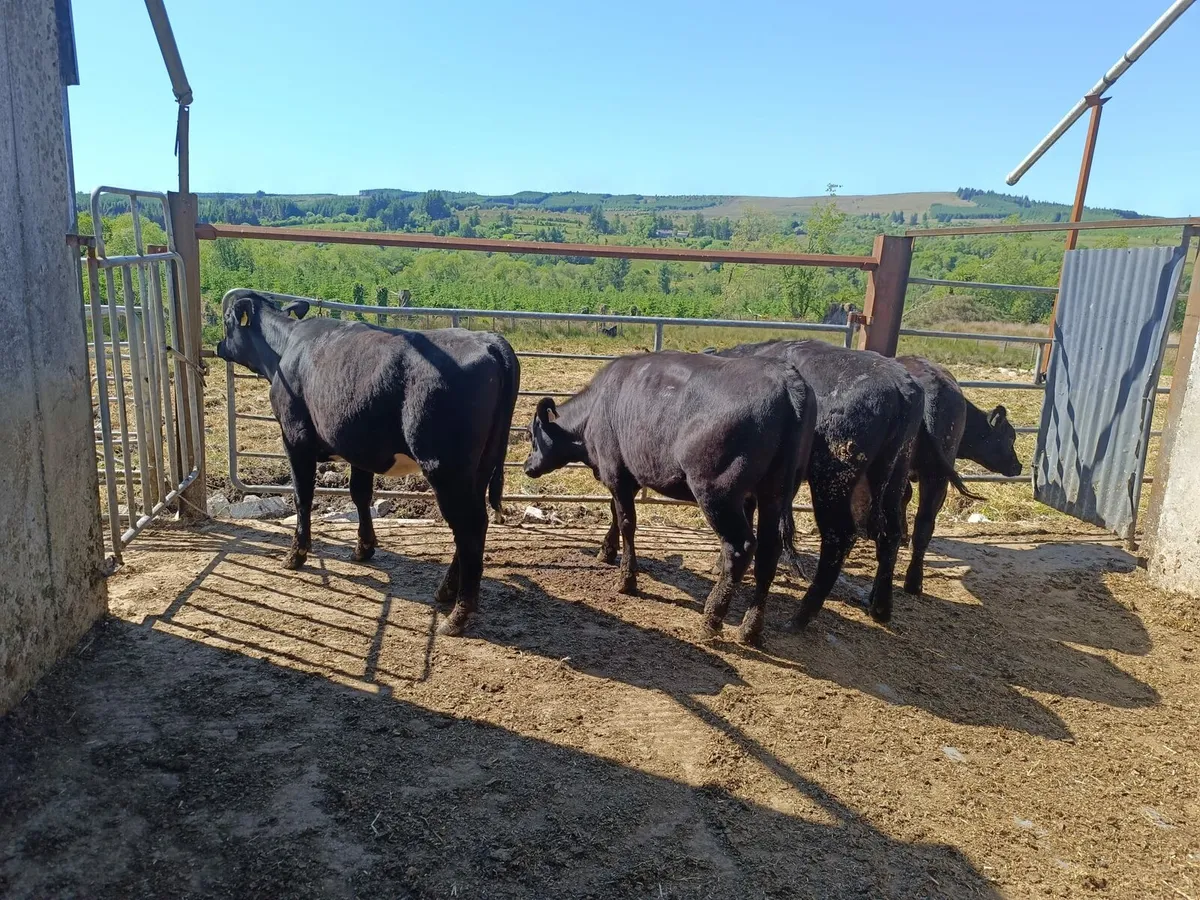 4 Aberdeen Angus heifers - Image 4