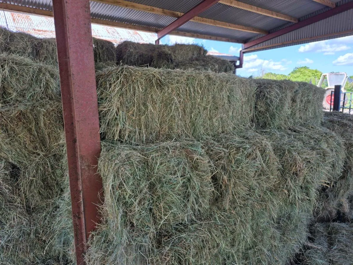 Hay - Image 1