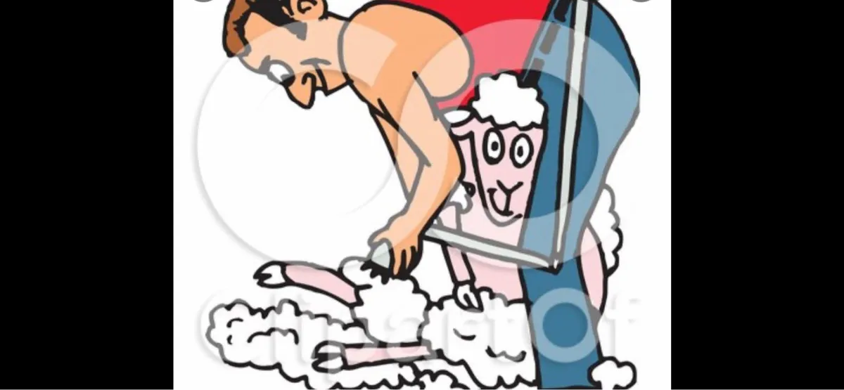 Sheep shearing